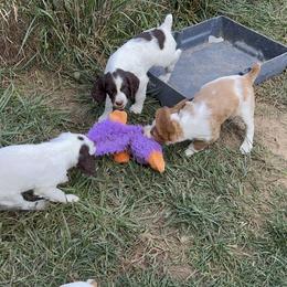 Brittany Puppies from Assets Brittany’s
