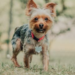 Rampion - Yorkshire Terrier