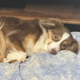 Arrow - Toy Australian Shepherd