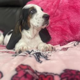 Skye - Black white and brown female Basset Hound puppy in Remington, Virginia from Lotus Rose Basset hounds