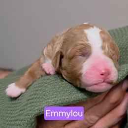 Emmylou - Red  female Goldendoodle puppy in Hendersonville, Tennessee from Ben's Best Buddy Goldendoodles