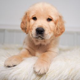 Golden Retriever, Miniature American Shepherd, and Siberian Husky Puppies from HuskiesAndGoldensWithFinesse