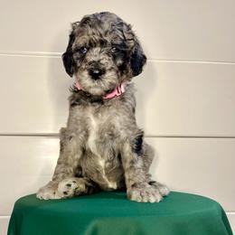 Beignet - Merle female Goldendoodle puppy in Macclenny, Florida from Davis's Doodles