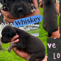 Whiskey - Brindle male Great Dane puppy in Wellsville, New York from Prophecy Danes