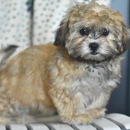 Tulip - Brown female Shichon puppy in Delta, Colorado from PTK Ranch