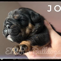 Joey - Black tri-color male Bulldog puppy in Ranson, West Virginia from EMR’s Bulldogs