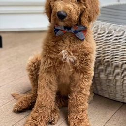 Australian Labradoodle, Bernedoodle, and Goldendoodle Puppies from Frosty & Ginger Co Home of Doodles