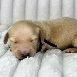 Black - Cream male Dachshund puppy in Lakeland, Florida from Buckwild Doxies