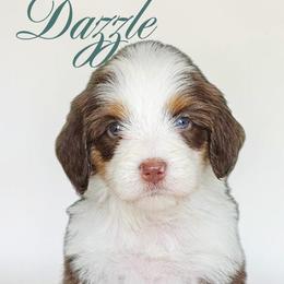 Dazzle - Brown and white female Bernedoodle puppy in Glenford, Ohio from Mi-De Doodles
