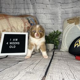 RAVEN - Red merle female Miniature Australian Shepherd puppy in Peoria, Arizona from B My Sunshines Mini Aussies