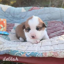 Delilah - Sable female Pembroke Welsh Corgi puppy in Nixa Or Houston, Missouri from Pistol Creek Puppies