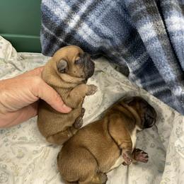 Girl 1 - French Bulldog puppy in Eagle Mountain, Utah from Golden Oak Gypsy
