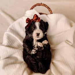 Mercy - Black and white female Bernedoodle puppy in Cold Spring, Minnesota from A.N.A. Doodles