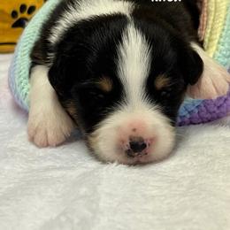 Knox - Black tri-color male Australian Shepherd puppy in Magee, Mississippi from Paint ByNumbers Ranch