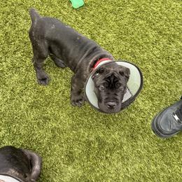 Cane Corso Puppies from Legacy Bloodline