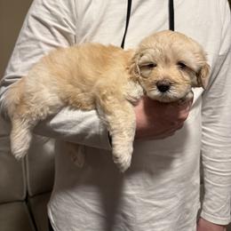 Bernedoodle, Cavalier King Charles Spaniel, and Poodle Puppies from Ellas.Pups (Bernedoodles & Cavapoos)