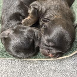 Birdie - Black female Shih Tzu puppy in Montgomery, Texas from Furbourne Farm