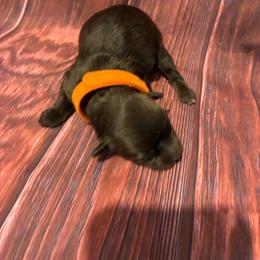 Charlie - Chocolate male Havapoo puppy in Brookings, South Dakota from Hofer Pups