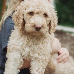Goldendoodle Puppies from McDoodle Clam