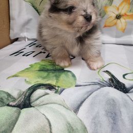 Armani - Blue merle male Pomeranian puppy in Weatherford, Texas from Jeweled Poms
