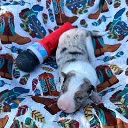 Reba - Red merle female Border Collie puppy in Richland Hills, Texas from Bordercollieblues
