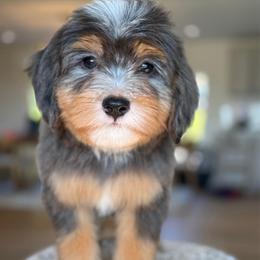 Simon - blue collar - Tri-color male Bernedoodle puppy in Yuciapa, California from AlltheDoodlez_