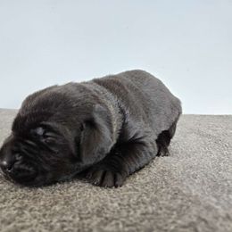 Yellow - Black Labrador Retriever puppy in Meadville, Pennsylvania from Condition 1 Retrievers