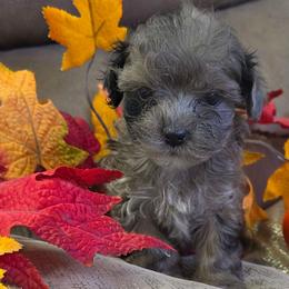 Willie Nelson (Very little) - Merle male Shihpoo puppy in Delphos, Ohio from Route 66 Puppies