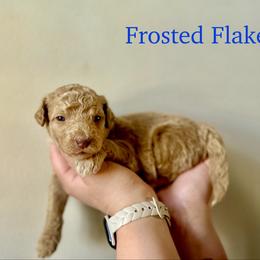 Frosted Flakes - Apricot male Goldendoodle puppy in Taylorsville, North Carolina from Heartfelt Doodles