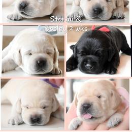 Labrador Retriever Puppies from ROCK CREEK LABRADORS
