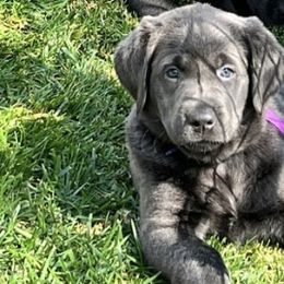 Dilute Retrievers and Labrador Retrievers from Silver Labrador of Southern California