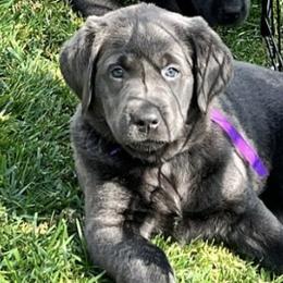 Dilute Retrievers and Labrador Retrievers from Silver Labrador of Southern California
