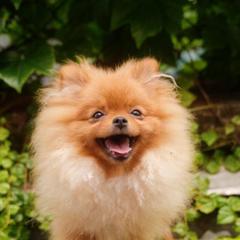 Ana Nova - Red female Pomeranian puppy in Brooklyn, New York from Svitlana's Pomeranians