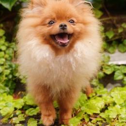 Ana Nova - Red female Pomeranian puppy in Brooklyn, New York from Svitlana's Pomeranians