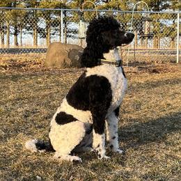 Margo - Poodle