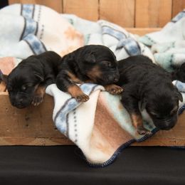 German Shepherd Puppies from DogSmith Purebreds
