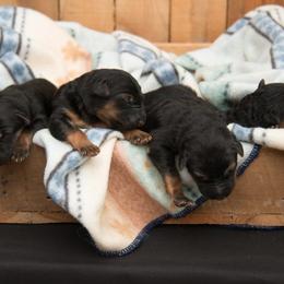 German Shepherd Puppies from DogSmith Purebreds