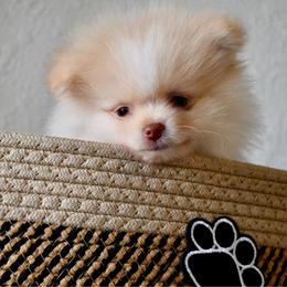 Boy 3 - Cream male Pomeranian puppy in Jamestown, California from Park Avenue Poms