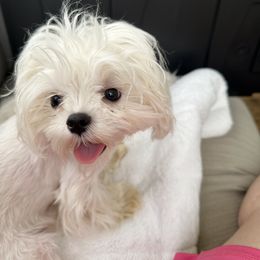 Cavapoo, Cockapoo, Maltese, and Poodle Puppies from Clearview Canines