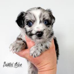 Australian Shepherd, Miniature American Shepherd, Miniature Australian Shepherd, and Toy Australian Shepherd Puppies from Painted Blue Aussies