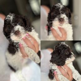 Evangeline - Brown female Cockapoo puppy in Lafayette, Louisiana from Kinkade Kennels