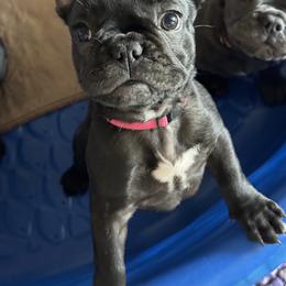 French Bulldog Puppies from Couture’s Frenchies
