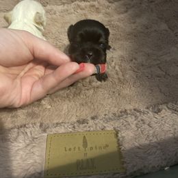 Girl 2 - Black and tan female Yorkshire Terrier puppy in Yukon, Oklahoma from Tiffs Yorkie babies