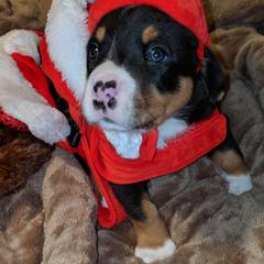 Greater Swiss Mountain Dog Puppies from Simply Swissies