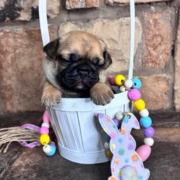 Red-Brown collar - Fawn male Pug puppy in Tucson, Arizona from Furever Friends