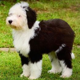 Bernedoodles, Goldendoodles, and Sheepadoodles from Paw City Doodles