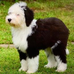 Bernedoodles, Goldendoodles, and Sheepadoodles from Paw City Doodles