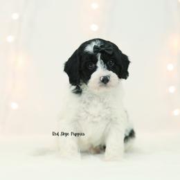 Rudy (Black Collar Male) - Black and white male Cavapoo puppy in Republic, Missouri from Red Skye Puppies