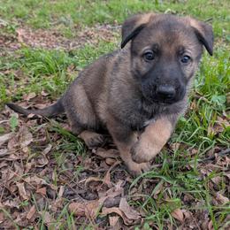 Odom's Gunning for a Win - Sable male German Shepherd puppy in Springtown, Texas from Odom's German Shepherds