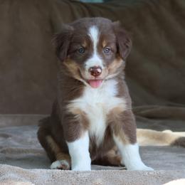 Pink - Red female Border Collie puppy in Courtland, Alabama from C Bar C Ranch Border Collies